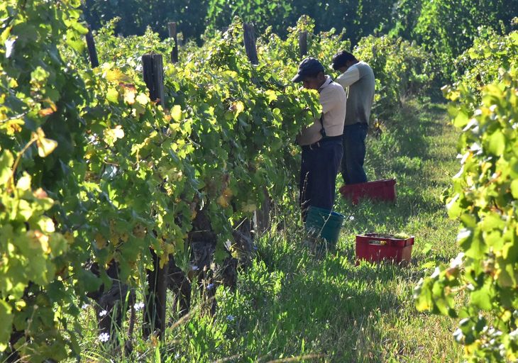 Río Negro tiene muchísima cantidad de viñedos que se podrían rescatar. Río Negro tiene muchísima cantidad de viñedos que se podrían rescatar.