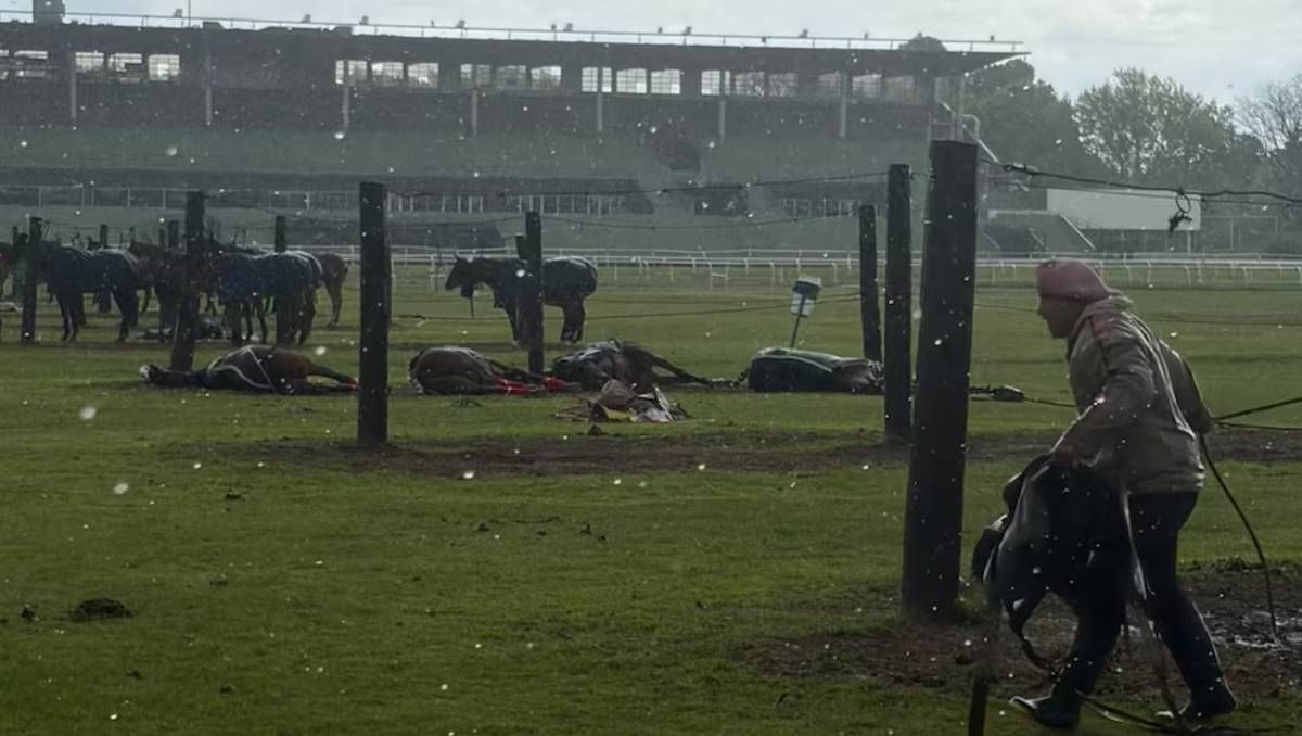 cayo un rayo en el jockey club de san isidro, mato a cuatro yeguas y dejo a un cuidador herido