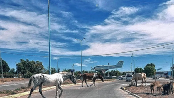 Chips, balas adormecedoras y remates: el plan para terminar con los caballos sueltos en una ciudad patagónica. Chips, balas adormecedoras y remates: el plan para terminar con los caballos sueltos en una ciudad patagónica.