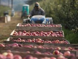 Estados Unidos espera una menor cosecha de manzanas para la presente temporada. Estados Unidos espera una menor cosecha de manzanas para la presente temporada.