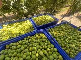 Las explotaciones sin protección contra el viento fueron las más afectadas por un fenómeno que vuelve a poner en alerta al sector frutícola.