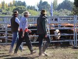 La calidad de la hacienda presente, fue algo que sorprendió a los organizadores.&nbsp;
