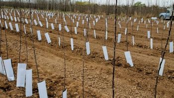 Plantas de calidad, homogéneas y sanas, claves para una exitosa reconversión varietal en el Valle. Plantas de calidad, homogéneas y sanas, claves para una exitosa reconversión varietal en el Valle.