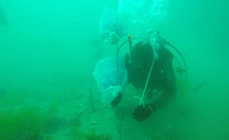 Científicos del Cesimar-Conicet trabajan en la costa de Chubut para repoblarla de vieiras tehuelches. Científicos del Cesimar-Conicet trabajan en la costa de Chubut para repoblarla de vieiras tehuelches.