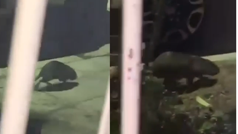 Un extraño animal apareció en barrio Sapere durante la noche.
