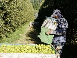 Sin acuerdo salarial, pero con la cosecha ya en marcha en todo el Valle de Río Negro y Neuquén. Sin acuerdo salarial, pero con la cosecha ya en marcha en todo el Valle de Río Negro y Neuquén.