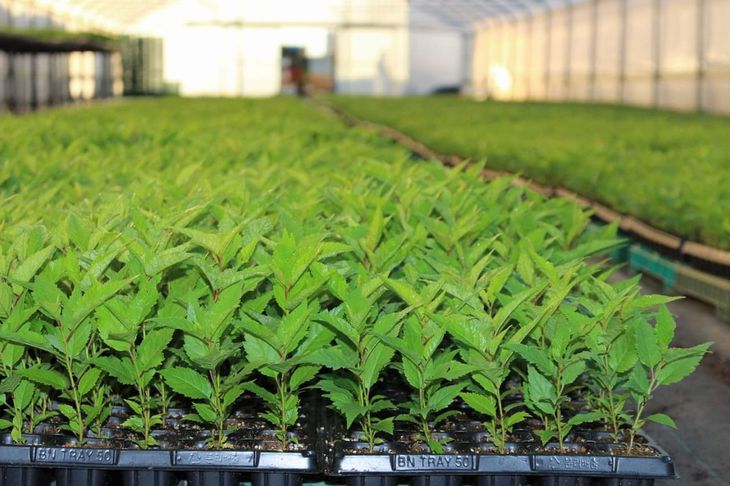 El proyecto incorpora material micropropagado de alto estándar, ideal para optimizar la base productiva de los futuros huertos de cereza en Mendoza. El proyecto incorpora material micropropagado de alto estándar, ideal para optimizar la base productiva de los futuros huertos de cereza en Mendoza.