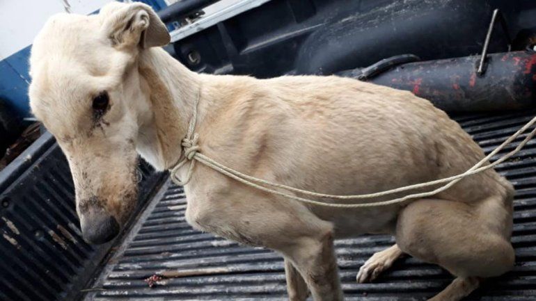Rescataron a una perra desnutrida en Parque Industrial