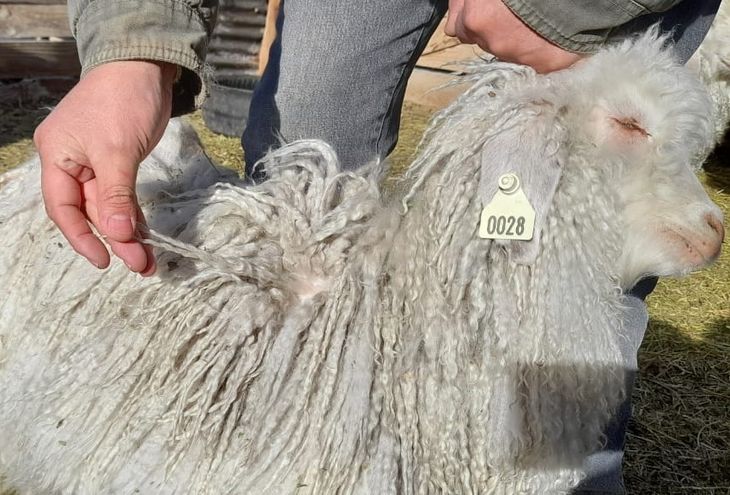 “No son fáciles de criar “No son fáciles de criar