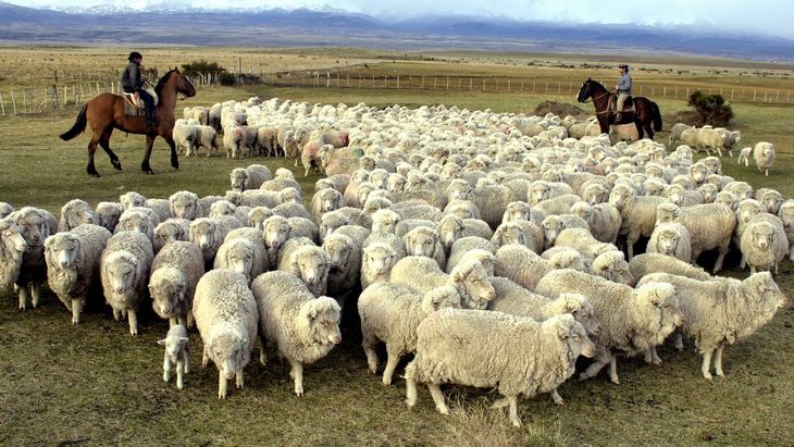 De la euforia a la realidad: La ganadería ovina ante una oportunidad histórica