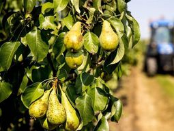 La variedad Conference es una de las principales en todo el norte de Europa. La variedad Conference es una de las principales en todo el norte de Europa.