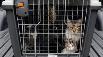 Tenía más de 50 gatos maltratados y algunos muertos en su casa: ahora les buscan familia. Tenía más de 50 gatos maltratados y algunos muertos en su casa: ahora les buscan familia.