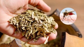 Además de ser la infusión más popular del país, la yerba mate podría convertirse en una herramienta clave para combatir el dengue. Además de ser la infusión más popular del país, la yerba mate podría convertirse en una herramienta clave para combatir el dengue.