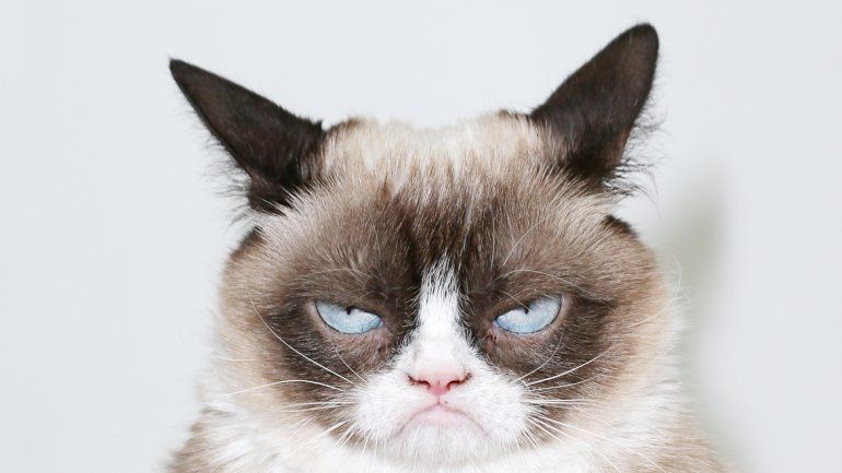 Grumpy Cat es la soberana del reinado gatuno en las redes. 
