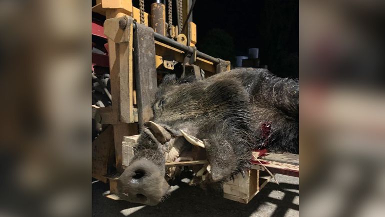 Jabalíes destruyen plantaciones completas y amenazan la producción