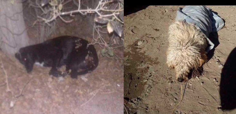 Denuncian masivo envenenamiento de animales en El Cuy