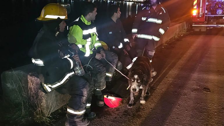 El equipo pudo rescatar sano y salvo al perro. (Foto: Gentileza RSM) El equipo pudo rescatar sano y salvo al perro. (Foto: Gentileza RSM)