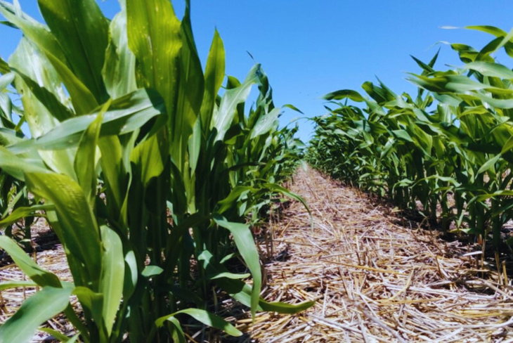 ¿El suelo comienza a recuperarse de la escasez? Foto INTA ¿El suelo comienza a recuperarse de la escasez? Foto INTA