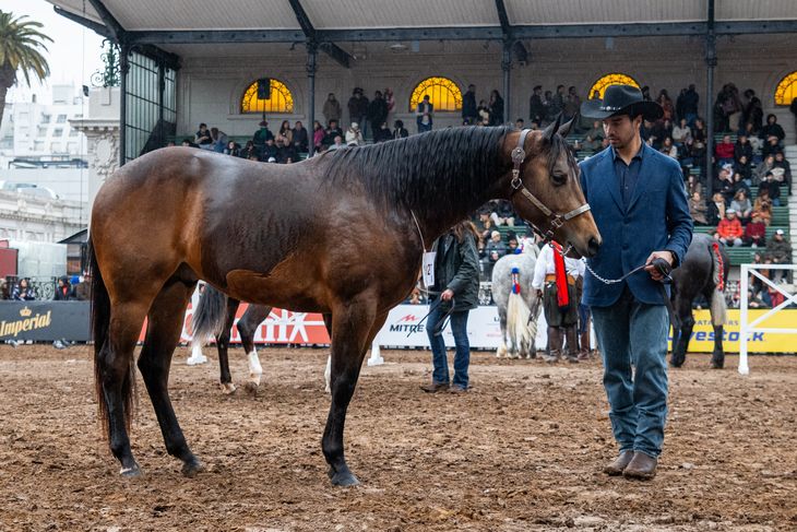 Cuarto de milla premiado en la Exposición Rural de Palermo. Foto: gentileza. Cuarto de milla premiado en la Exposición Rural de Palermo. Foto: gentileza.