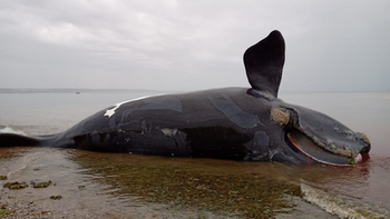 ascendio a 30 el numero de ballenas muertas en chubut ascendio a 30 el numero de ballenas muertas en chubut