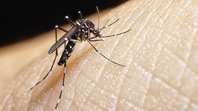 Un repelente local para el mosquito que transmite el dengue: ¿Dónde se consigue?