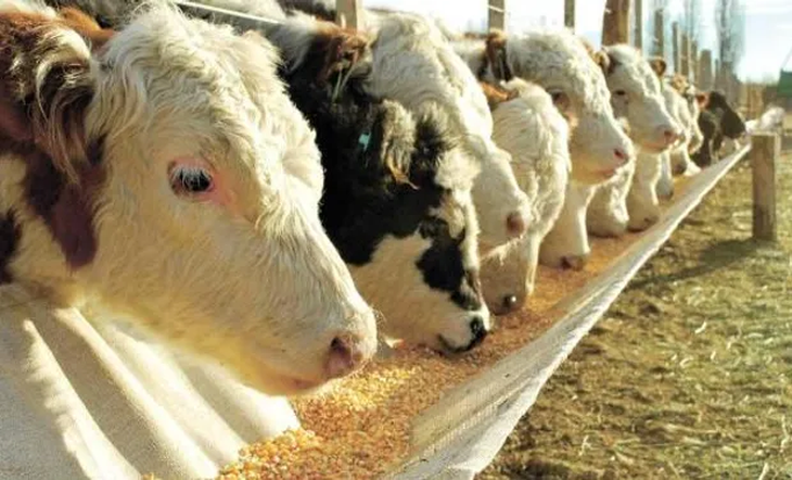 El feedlot actúa como una herramienta para preservar el capital y sumarle intereses...tal como lo hace un plazo fijo en el sistema financiero. El feedlot actúa como una herramienta para preservar el capital y sumarle intereses...tal como lo hace un plazo fijo en el sistema financiero.