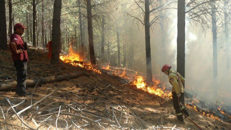 Controlaron un incendio intencional en el bosque de Corfone