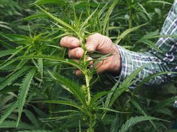 La charla busca fortalecer el desarrollo institucional, normativo y productivo del cáñamo en Neuquén. La charla busca fortalecer el desarrollo institucional, normativo y productivo del cáñamo en Neuquén.