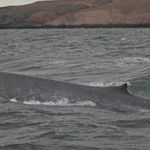 Fotografiaron una ballena azul en la costa de Chubut. | LM Neuquen Fotografiaron una ballena azul en la costa de Chubut.