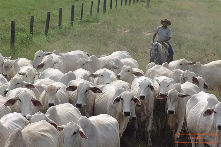 El precio de Viatina-19 FIV Mara Imóveis marcó un importante logro para la Nelore. Foto: @guinnessworldrecords El precio de Viatina-19 FIV Mara Imóveis marcó un importante logro para la Nelore. Foto: @guinnessworldrecords