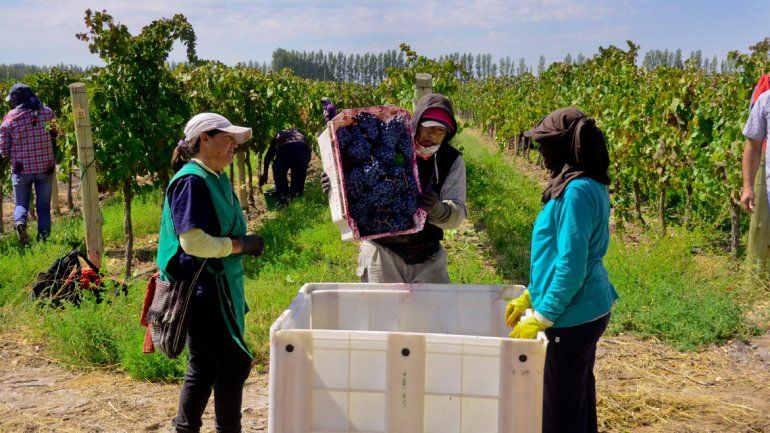La actividad vitivinícola genera más de 100.000 puestos de trabajo.