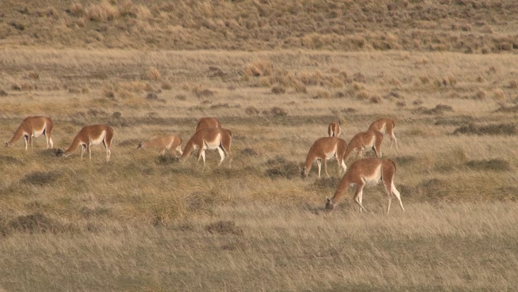 El guanaco es un animal silvestre protegido desde hace más de veinte años. El guanaco es un animal silvestre protegido desde hace más de veinte años.