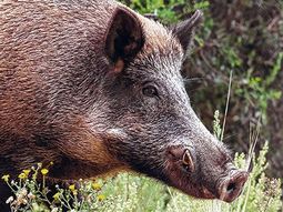 La población de jabalíes salvajes en zonas cercanas a Bariloche está en aumento en los últimos años.