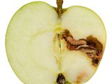 Manzana: Científicos estudian hongos para controlar carpocapsa