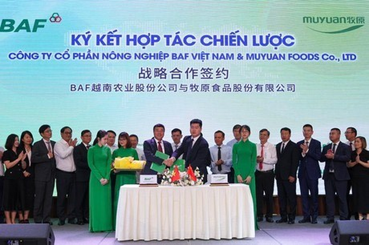 Hito en el Sudeste Asiático: El acuerdo entre Muyuan y BAF Vietnam en 2025 representa la primera gran exportación del modelo de producción vertical chino fuera de sus fronteras. Hito en el Sudeste Asiático: El acuerdo entre Muyuan y BAF Vietnam en 2025 representa la primera gran exportación del modelo de producción vertical chino fuera de sus fronteras.