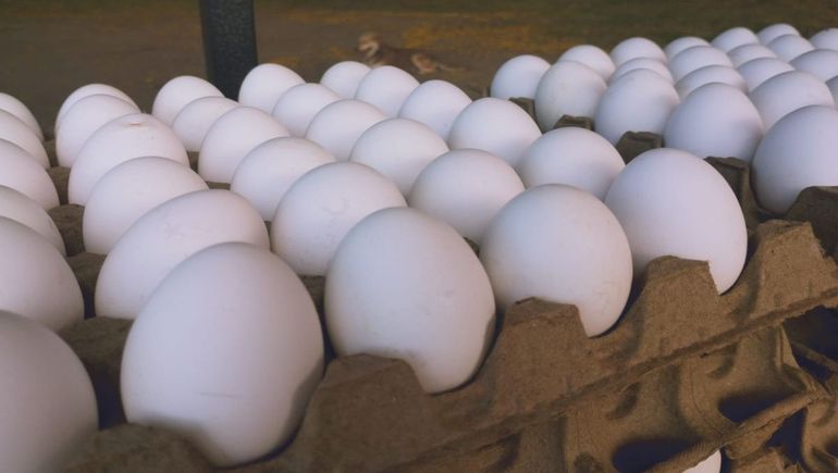 Expertos recomiendan revisar siempre la fecha y el aspecto del huevo para evitar intoxicaciones alimentarias. Expertos recomiendan revisar siempre la fecha y el aspecto del huevo para evitar intoxicaciones alimentarias.