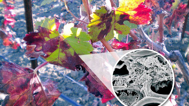 Una bacteria amenaza al mundo del vino