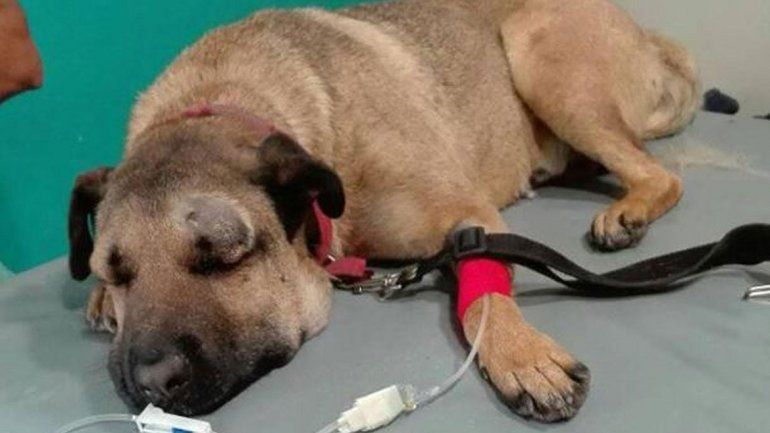 Perro salvó a tres nenes de que los muerda una víbora