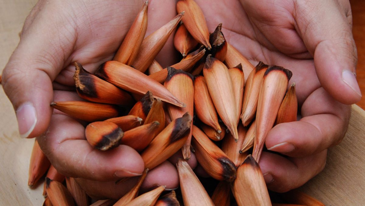 Arrancó la temporada de piñones: cuáles son los requisitos