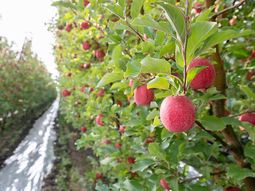 Las dos compañías combinarán su experiencia centenaria para lanzar una nueva empresa de viveros, enfocada en innovación genética y expansión productiva. Las dos compañías combinarán su experiencia centenaria para lanzar una nueva empresa de viveros, enfocada en innovación genética y expansión productiva.