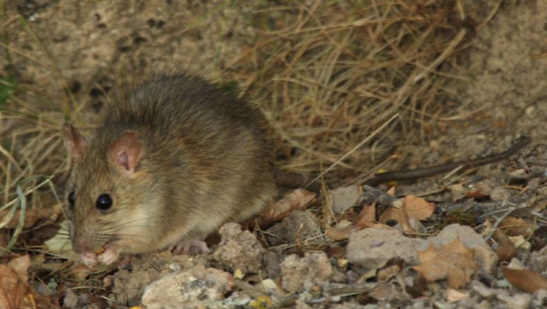 Un hombre murió por hantavirus y sospechan que enfermó en Chubut