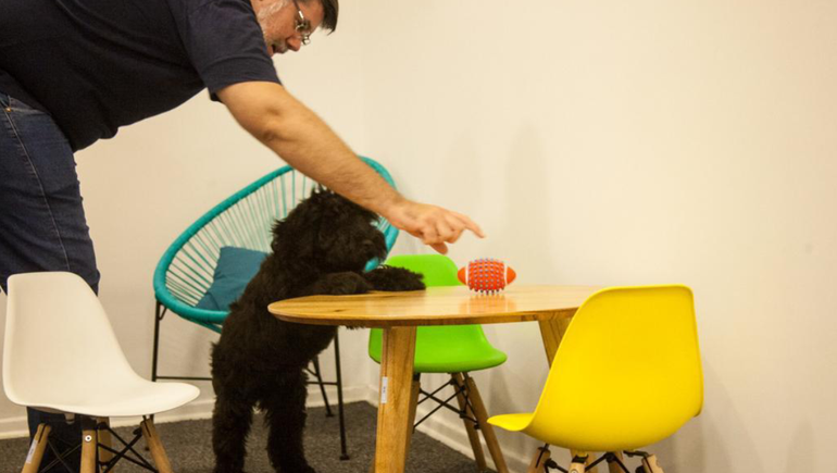 Oreo, el perro terapéutico que ayuda a descubrir abusos a niños