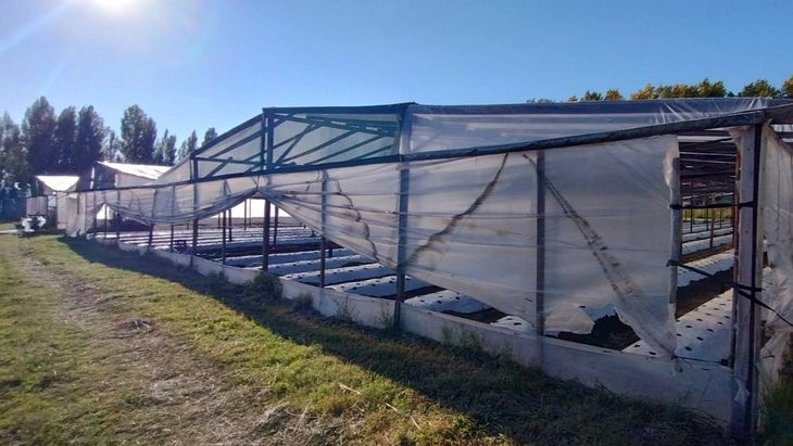 La escala productiva crece: el 60% de los establecimientos supera la hectárea. La escala productiva crece: el 60% de los establecimientos supera la hectárea.