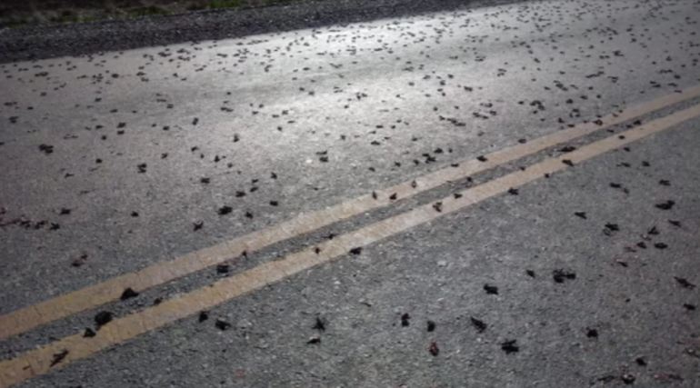 A diferencia de las langostas, las tucuras no tienen alas y avanzan por tierra a los saltos, de a miles. A diferencia de las langostas, las tucuras no tienen alas y avanzan por tierra a los saltos, de a miles.