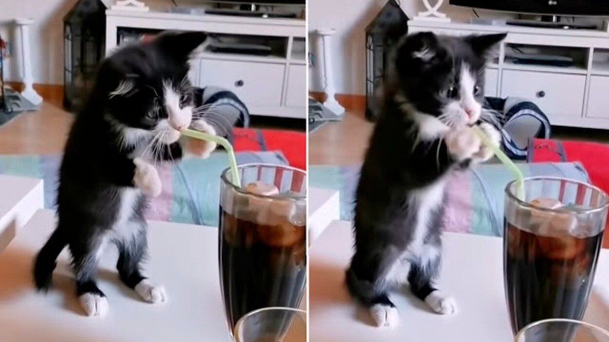 kitten tried to drink soda with a straw