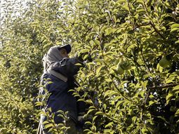 Los chacareros pidieron que se impida el ingreso de fruta de Chile hasta que se baje la presión fiscal. Los chacareros pidieron que se impida el ingreso de fruta de Chile hasta que se baje la presión fiscal.