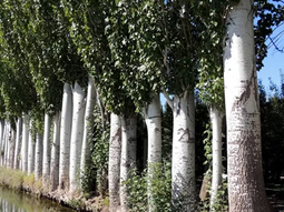 Las cortinas rompevientos, fooc de una de las capacitacines del INTA. Las cortinas rompevientos, fooc de una de las capacitacines del INTA.