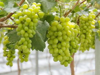 Exportaciones de variedades nuevas de uvas de mesa crecerán, alcanzando el 73% del total de los envíos