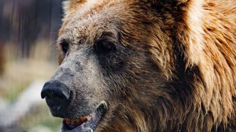 Se disfrazaron de oso para una estafa pero fueron descubiertos Se disfrazaron de oso para una estafa pero fueron descubiertos