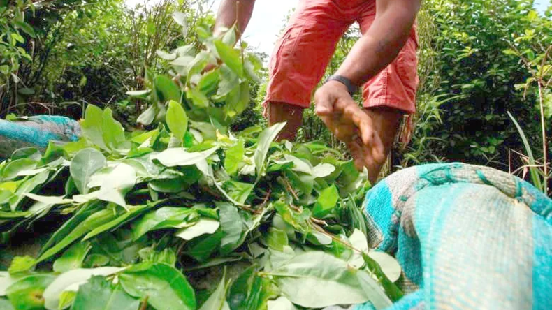 Producción de coca en Colombia. 